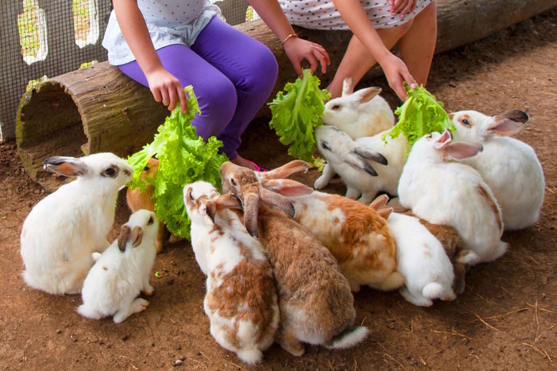 Hotel Kimberly Tagaytay Day Use - Start with the farm, then take your time