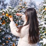 Hotel Pick up: Jeju Camellia & Tangerine & Snow Winter Tour - Camellias at Hueree Nature Life Park