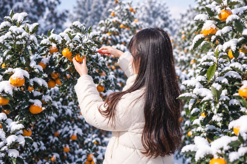 Hotel Pick up: Jeju Camellia & Tangerine & Snow Winter Tour - Camellias at Hueree Nature Life Park