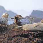 Howth Coastal Boat Tour in Dublin - Seals, caves, and a skipper’s stories