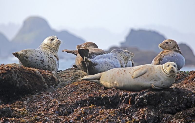 Howth Coastal Boat Tour in Dublin - Seals, caves, and a skipper’s stories