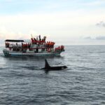 Hualien Whale Watching: Dolomann Ocean Whale Watching Guided Tour Experience - From Xiangri Plaza to open water