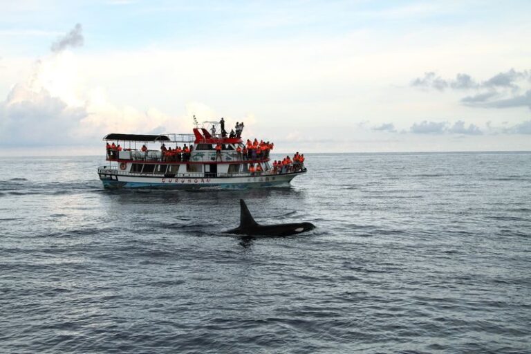 Hualien Whale Watching: Dolomann Ocean Whale Watching Guided Tour Experience - From Xiangri Plaza to open water