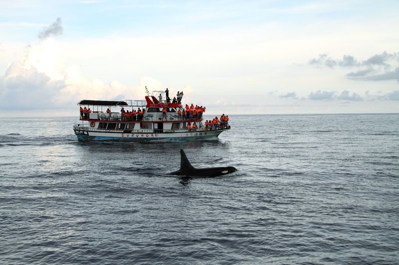 Hualien Whale Watching: Dolomann Ocean Whale Watching Guided Tour Experience - From Xiangri Plaza to open water