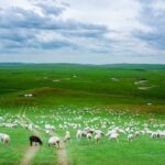 Hulunbuir Grassland Full-Day Nature Tour - What two stops can add to the day