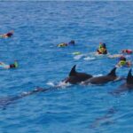 Hurghada Dolphin House Half-Day Snorkeling Tour - What the boat trip and reef stops may be like