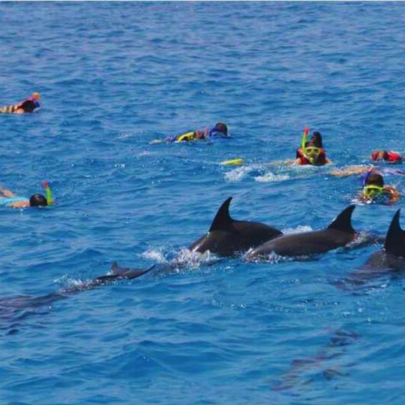 Hurghada Dolphin House Half-Day Snorkeling Tour - What the boat trip and reef stops may be like