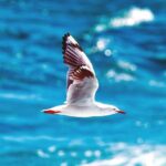 Hurghada: Dolphin Watching Boat Tour with Snorkeling & Lunch - Dolphin House: a chance, not a promise