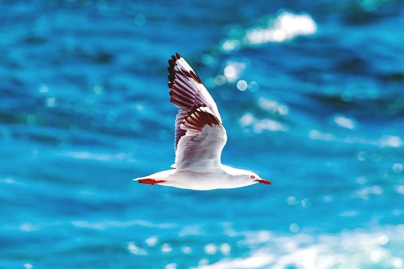 Hurghada: Dolphin Watching Boat Tour with Snorkeling & Lunch - Dolphin House: a chance, not a promise