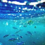 Hurghada Hula Hula Island Boat Tour - Snorkeling over Red Sea reefs
