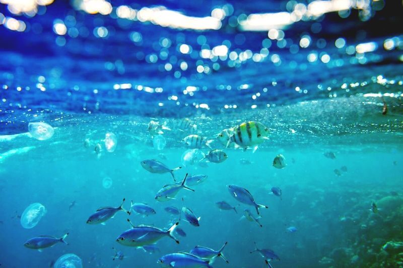 Hurghada Hula Hula Island Boat Tour - Snorkeling over Red Sea reefs