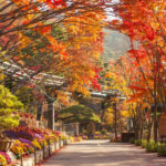 Hwadam Botanic Garden&Gwangmyeong Cave&Korean Folk Village Day Tour - Pick the second stop that suits you