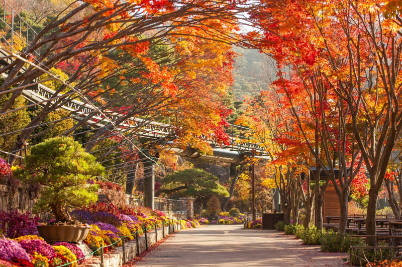 Hwadam Botanic Garden&Gwangmyeong Cave&Korean Folk Village Day Tour - Pick the second stop that suits you