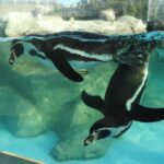 Hybrid Leisure Land Tobu Zoo Ticket Tokyo - White tigers, feeding times and small-animal encounters