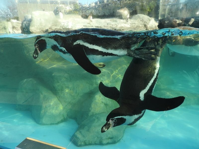 Hybrid Leisure Land Tobu Zoo Ticket Tokyo - White tigers, feeding times and small-animal encounters