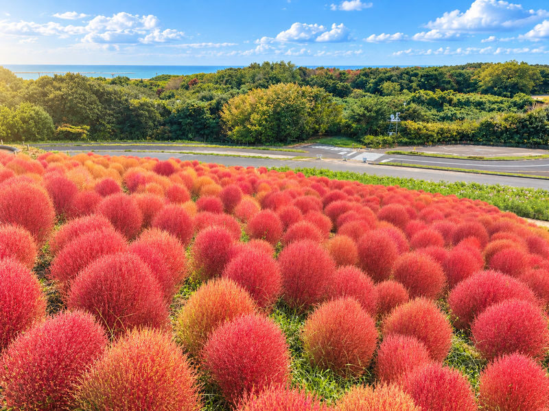 Ibaraki One-Day Tour | Hitachi Seaside Park & Kochia & Oarai Isosaki Shrine & Fukuroda Falls, One of Japans Three Great Waterfalls - Fukuroda Falls: four stages of water