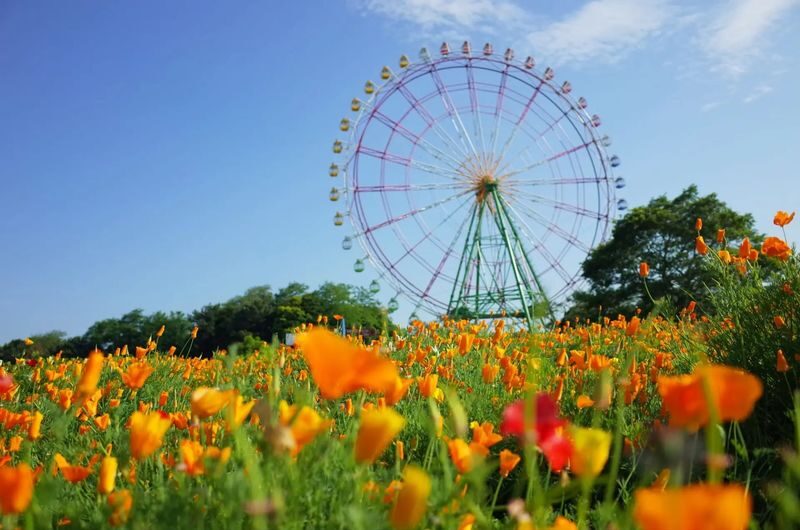 Ibaraki/Tokyo Suburbs Private Chartered Day Tour | Hitachi Seaside Park, Ashikaga Flower Park, Tonegawa Fireworks Festival - Choose between Oarai’s aquarium and its sea gate