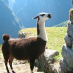 Inca Trail Hike 2 Days - Callacancha and Wiñay Wayna on foot