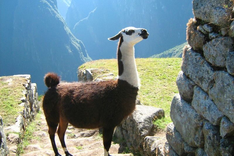 Inca Trail Hike 2 Days - Callacancha and Wiñay Wayna on foot