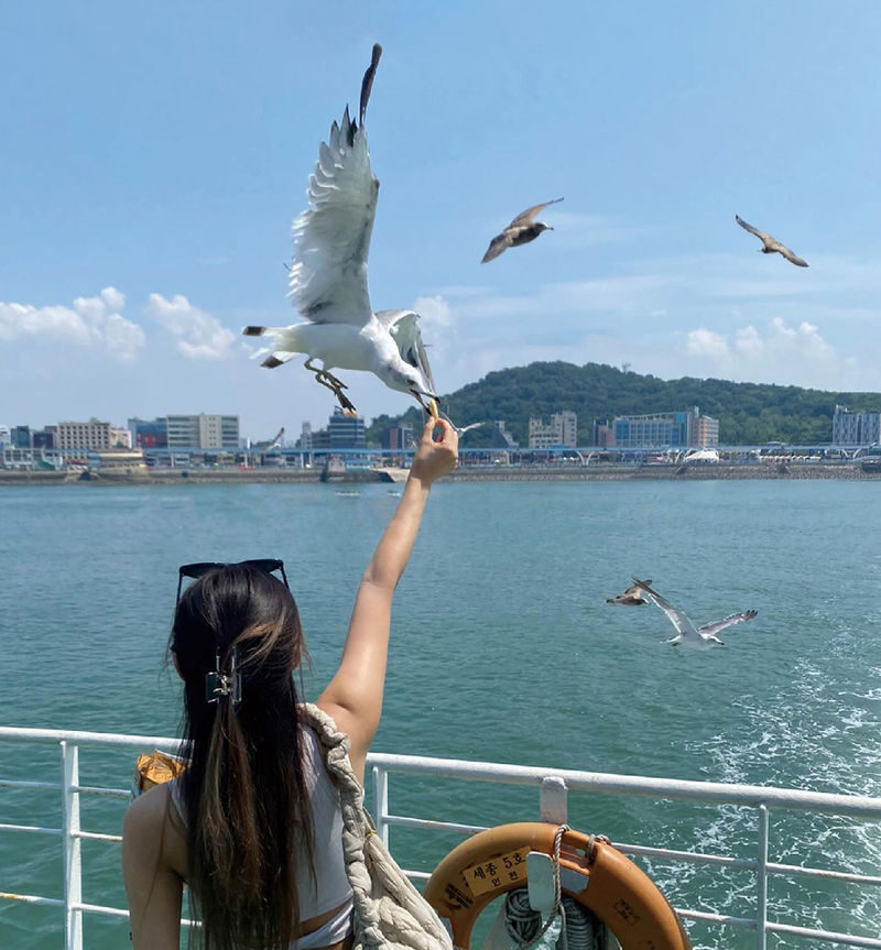 Incheon Day Tour: Luge, Railbike & Ferry with Seagull Feeding - Ganghwa Luge: the day’s adrenaline stop
