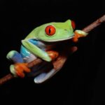 Interactive Frog Museum KawaZoo - Why the collection works for frog fans and families