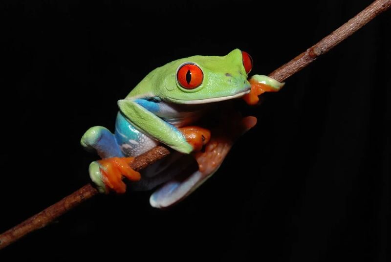 Interactive Frog Museum KawaZoo - Why the collection works for frog fans and families