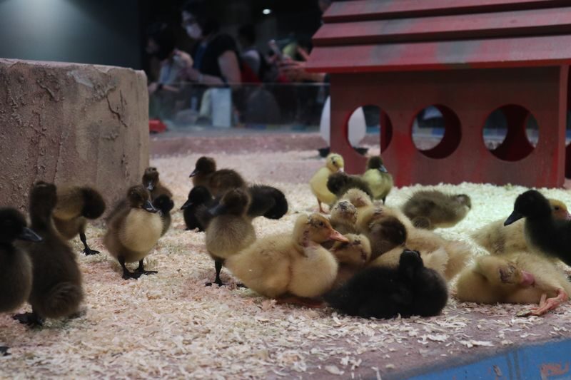 IOI City Farm Ticket in IOI City Mall Putrajaya - Follow the route from plants to animals