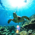 Iriomote Island: Barasu Island Snorkeling & Mangrove SUP or Canoe 1-Day Experience (Okinawa) - Choosing a canoe or SUP