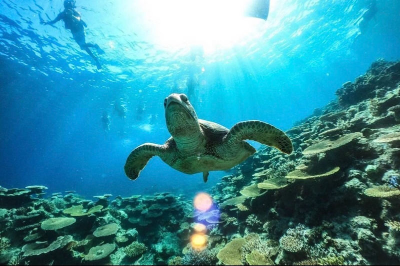 Iriomote Island: Barasu Island Snorkeling & Mangrove SUP or Canoe 1-Day Experience (Okinawa) - Choosing a canoe or SUP