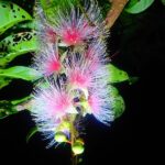Iriomote Island Phantom Flower "Sagaribana" Viewing Tour: A Mysterious and Spectacular View that Blooms at Night and Scatters in the Morning [Limited Time: June to August] - What the guide brings to the forest