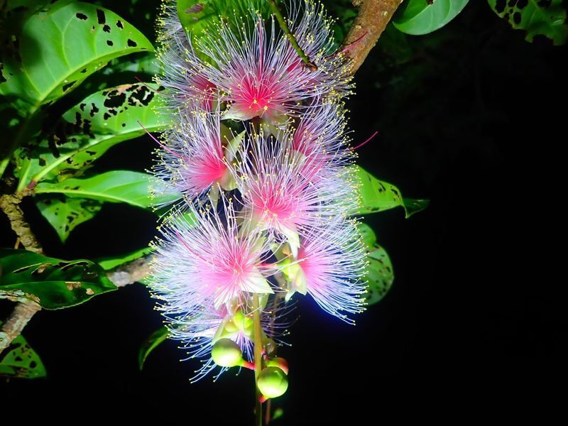 Iriomote Island Phantom Flower "Sagaribana" Viewing Tour: A Mysterious and Spectacular View that Blooms at Night and Scatters in the Morning [Limited Time: June to August] - What the guide brings to the forest