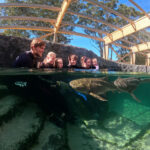 Irukandji Shark & Ray Encounters Ticket - What the general admission ticket includes