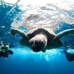 Ishigaki Island/Half-Day: Blue Cave Exploration & Snorkeling (Okinawa) - The Blue Cave and what you may see underwater
