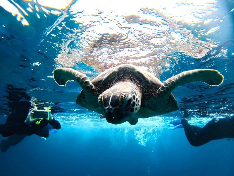 Ishigaki Island/Half-Day: Blue Cave Exploration & Snorkeling (Okinawa) - The Blue Cave and what you may see underwater
