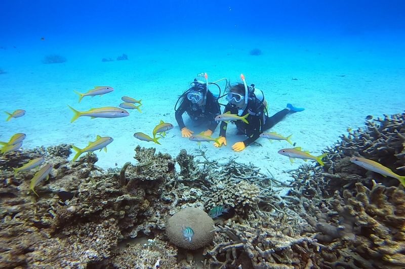 Ishigaki Island Half-Day Sea Turtle Snorkeling / Experience Diving & Snorkeling Double Experience - What the crew and beginner support mean in practice