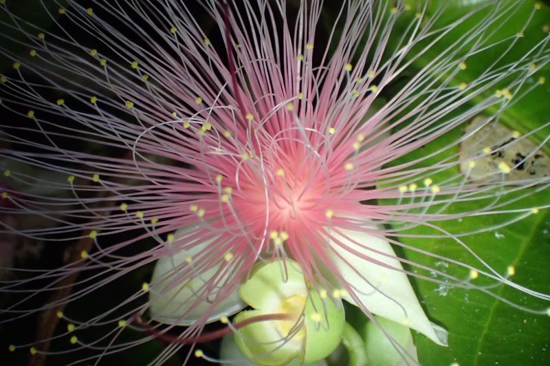 Ishigaki Island Night Barringtonia racemosa Viewing Tour - The pace and feel of the walk