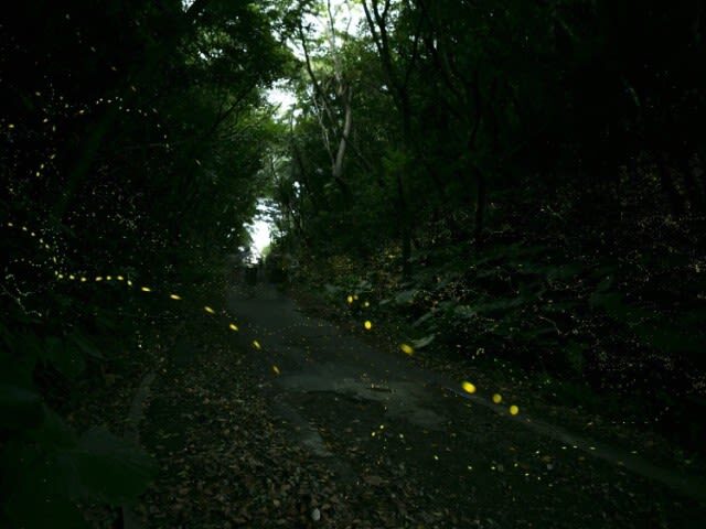Ishigaki Island: Sunset & Limited-Time Yaeyama Hime Firefly Watching Tour (Okinawa) - Walking into the dark