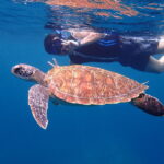 Ishigaki Sea Turtle Snorkel: Small Group/Beginner Friendly - Why beginners may feel at ease