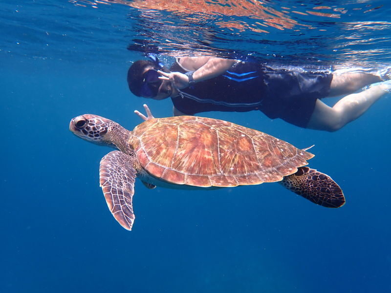 Ishigaki Sea Turtle Snorkel: Small Group/Beginner Friendly - Why beginners may feel at ease