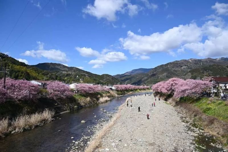 Izu Cherry Blossom & Plum Blossom Day Trip: Kawazu Cherry Blossoms, Atami Baien Plum Garden, Strawberry Picking at Fruit Park | Departure from Tokyo Ginza - Fruit Paradise: check your plan before you board