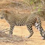 Jaipur: Jhalana Amagarh Leopard Reserve 4x4 Jeep Safari - The 5:00 to 6:00 pickup sets the day’s pace