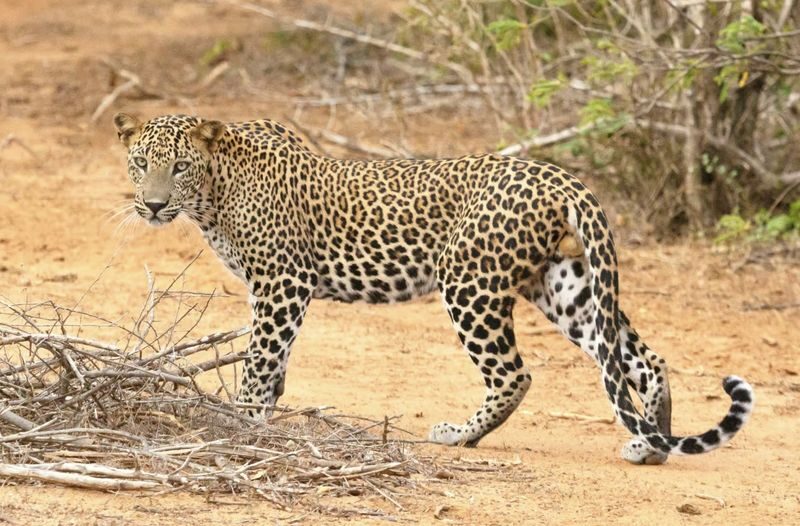 Jaipur: Jhalana Amagarh Leopard Reserve 4x4 Jeep Safari - The 5:00 to 6:00 pickup sets the day’s pace