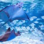 Jakarta AQuarium Safari - Follow the animal sessions, not just the tanks