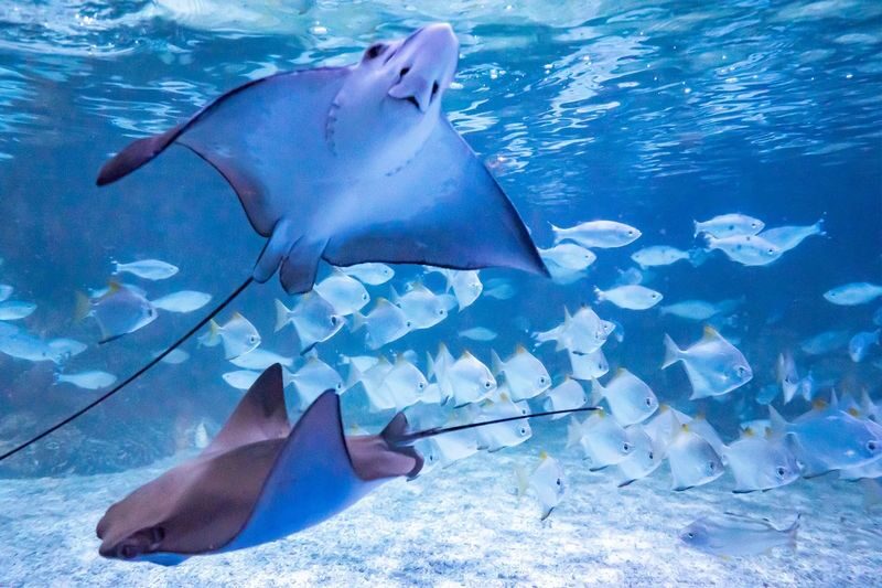Jakarta AQuarium Safari - Follow the animal sessions, not just the tanks