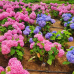 Jaraseom Flower Festa - Begonia Bird Garden Day Tour - Jaraseom Flower Festa: check the calendar first