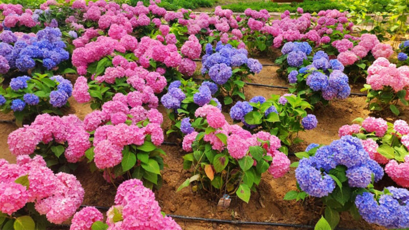 Jaraseom Flower Festa - Begonia Bird Garden Day Tour - Jaraseom Flower Festa: check the calendar first