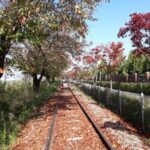 Jebu Island Cable Car & Rail Bike & Korean Folk Village Day Tour - The Korean Folk Village: time for houses, shows, and lunch