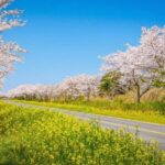 Jeju cherry Blossom Season Tour: Small Group - Eight stops from Jeju’s old stories to flower roads