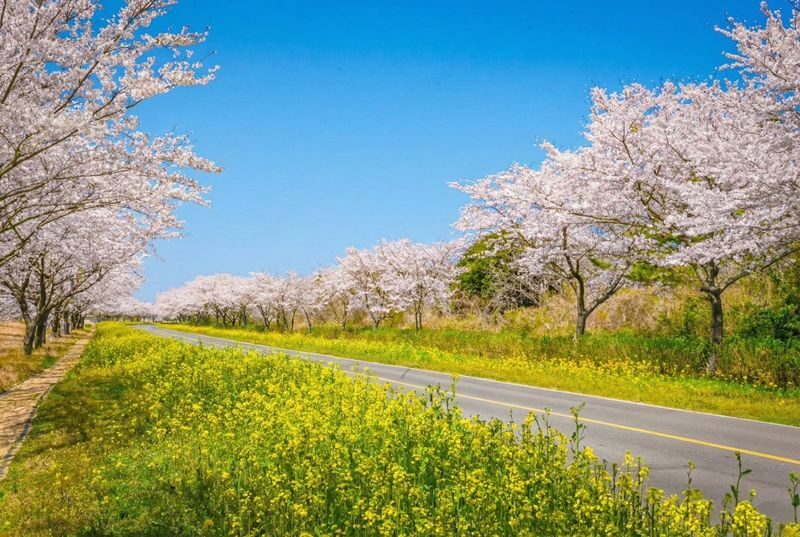Jeju cherry Blossom Season Tour: Small Group - Eight stops from Jeju’s old stories to flower roads