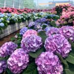 Jeju Eastern/ Western/ Hydrangea/ Seongsan Ilchulbong/ Private Tour - The Haenyeo Museum sets the cultural context